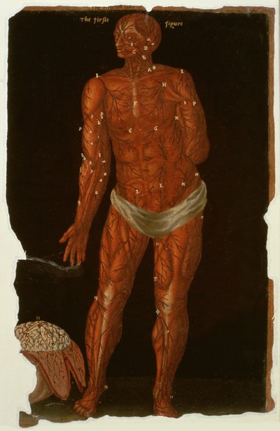 Ms Hunter 364 Table XI Dissection, from Anatomical Tables, by John Banister by English School